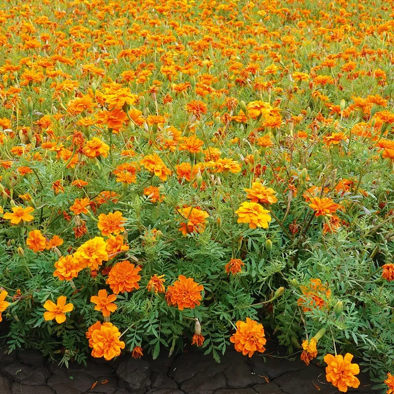 exotic-blooms-african-marigold-fantastic-mix-vibrant-versatile Exotic Blooms African Marigold Fantastic Mix Vibrant and Versatile
