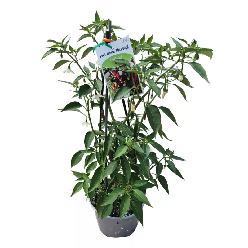 Fast Food Chilli Fire – 17CM