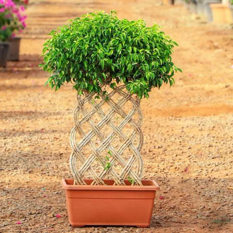 ficus-bonsai-vertical-braided-arrangement-plant Ficus Bonsai Vertical Braided Arrangement – Plant