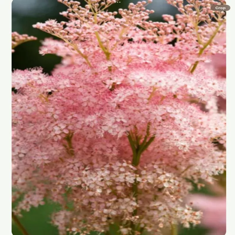 filipendula-rubra-venusta Filipendula Rubra Venusta