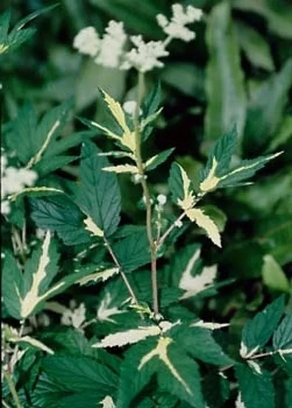 Filipendula ulmaria ‘Variegata’