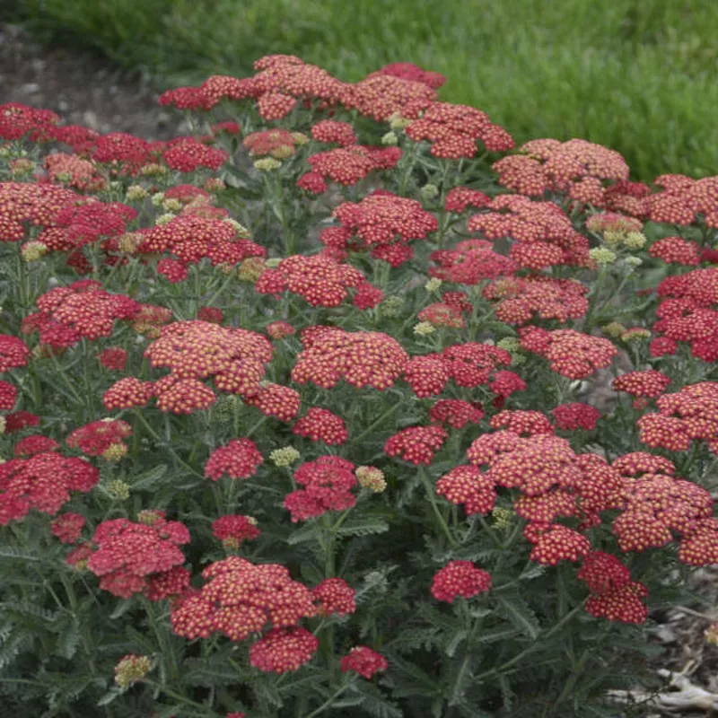 firefly-red-pop-yarrow-achillea ‘Firefly Red Pop’ Yarrow (Achillea)
