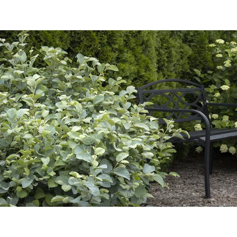 fothergilla-major Fothergilla major