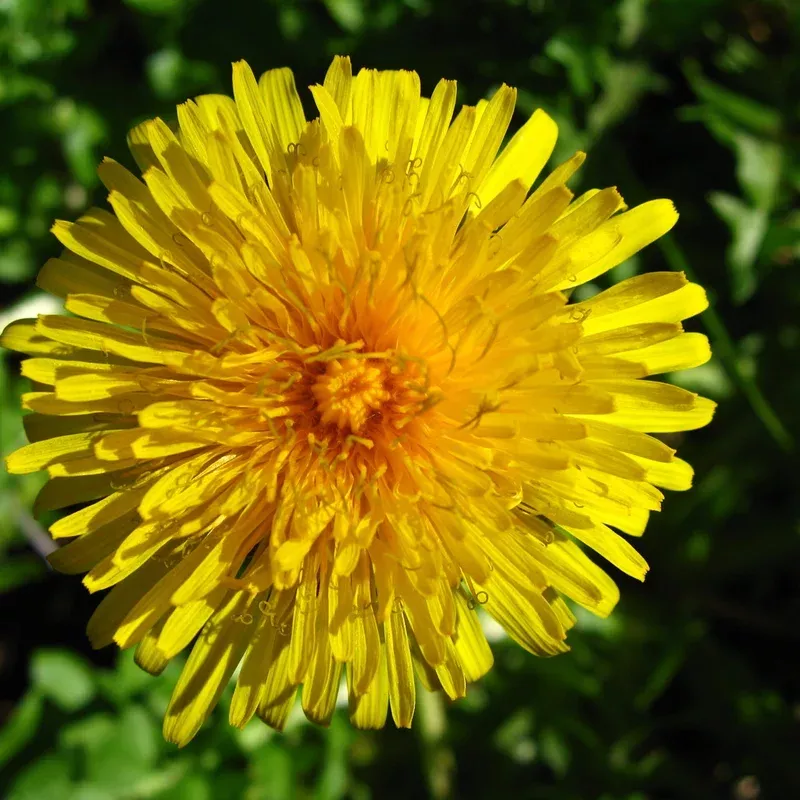 french-dandelion-flower-seeds-planting-heirloom-non-gmo-easy-to-grow-perennial French Dandelion Flower Seeds for Planting Heirloom Non-GMO Easy to Grow Perennial