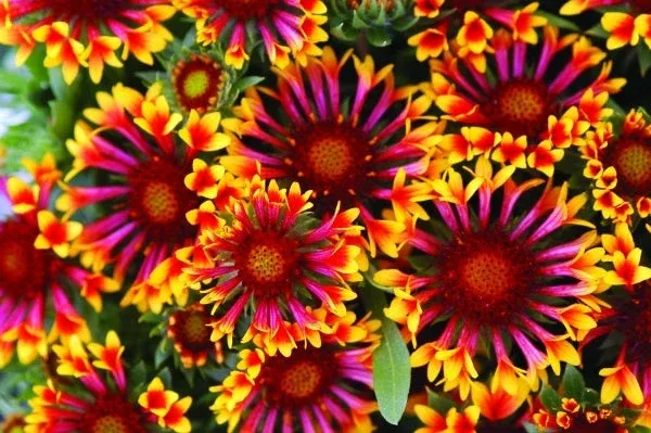 gaillardia-aristata-fanfare-pp-15-892 Gaillardia aristata ‘Fanfare’ PP 15,892
