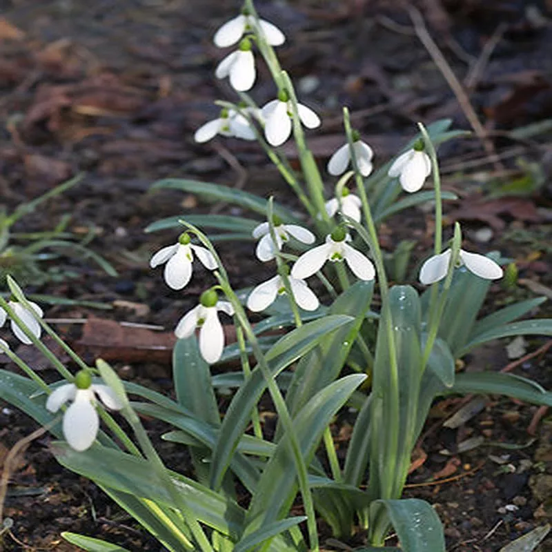 GALANTHUS PLICATUS ‘COLOSSUS’