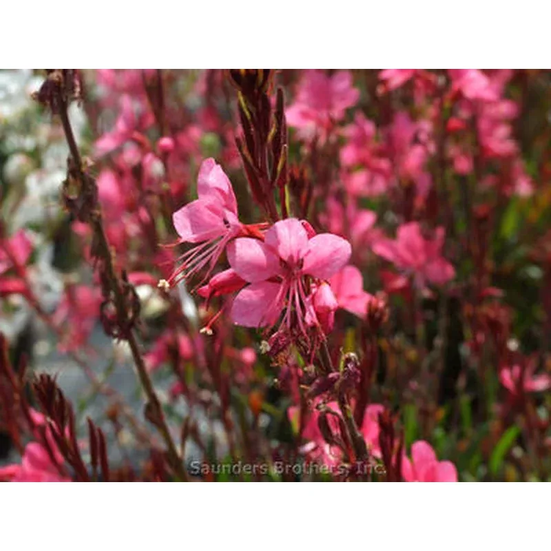 Gaura ‘Belleza Dark Pink’