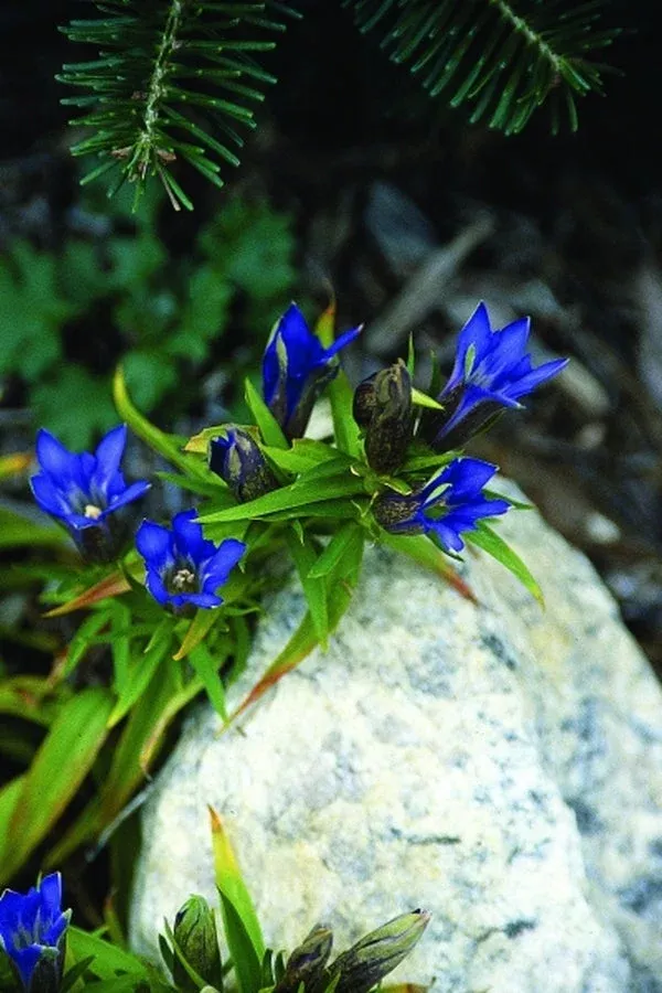 Gentiana scabra