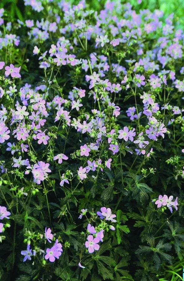 Geranium maculatum ‘Espresso’