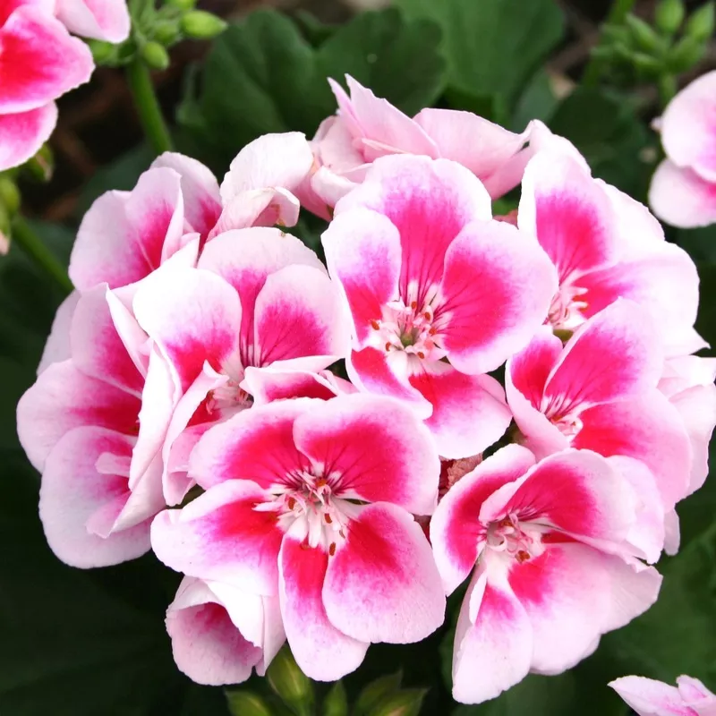 geranium-seeds-planting-bright-white-pink-flowers-heirloom-non-gmo-seeds Geranium Seeds for Planting: Bright White and Pink Flowers Heirloom Non-GMO Seeds
