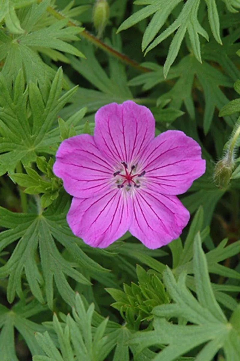 geranium-tiny-monster Geranium ‘Tiny Monster’