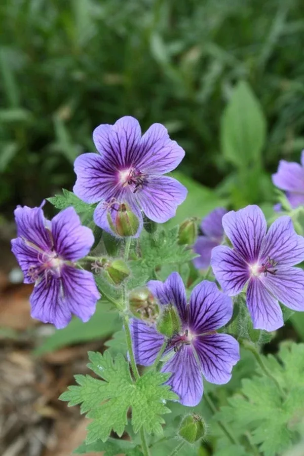 Geranium x magnificum ‘Rosemoor’