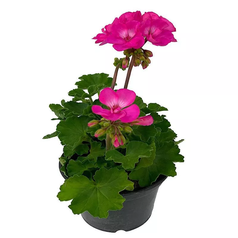 geranium-zonal-fantasia-appleblossom Geranium Zonal ‘Fantasia Appleblossom’