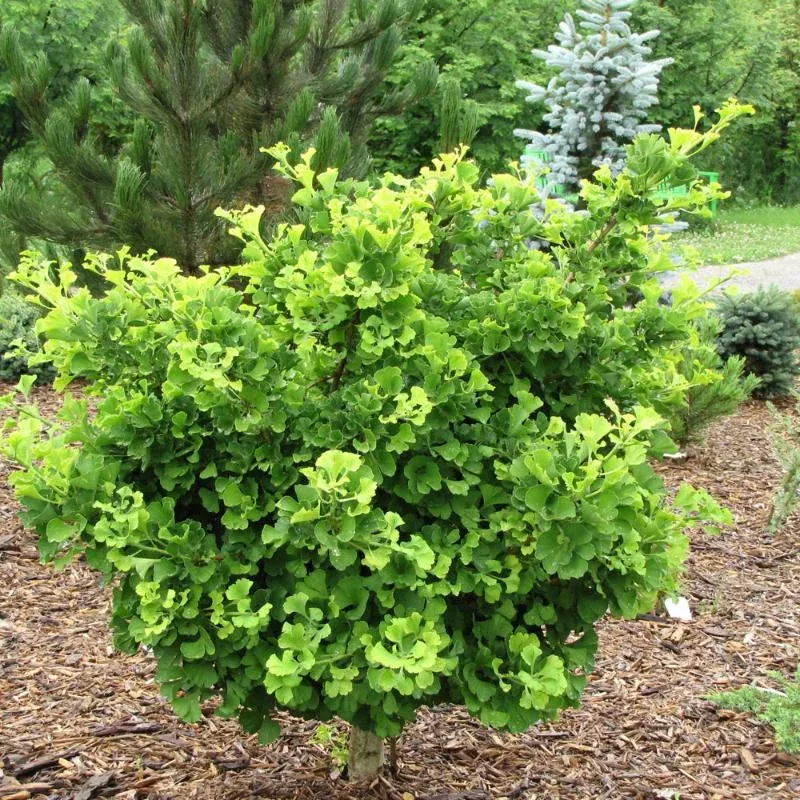 ginkgo-mariken Ginkgo ‘Mariken’