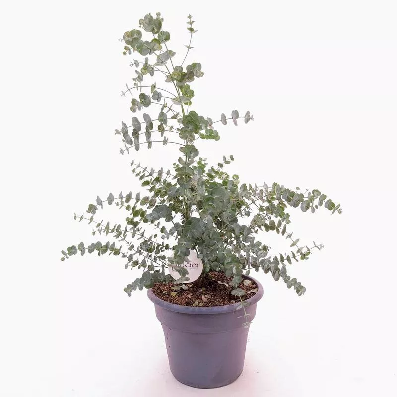 Glacier Cider Gum Tree: Eucalyptus gunii – 10 inch pot