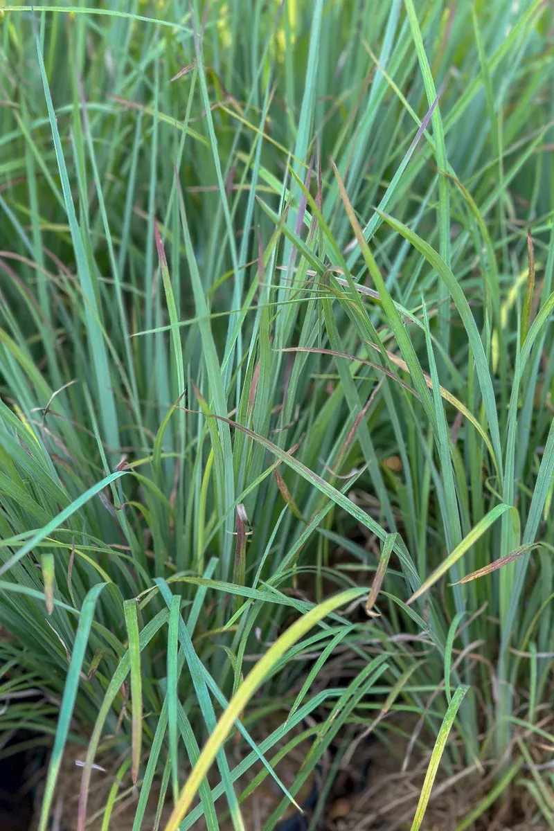 grass-little-bluestem-sandhill Grass, Little Bluestem Sandhill