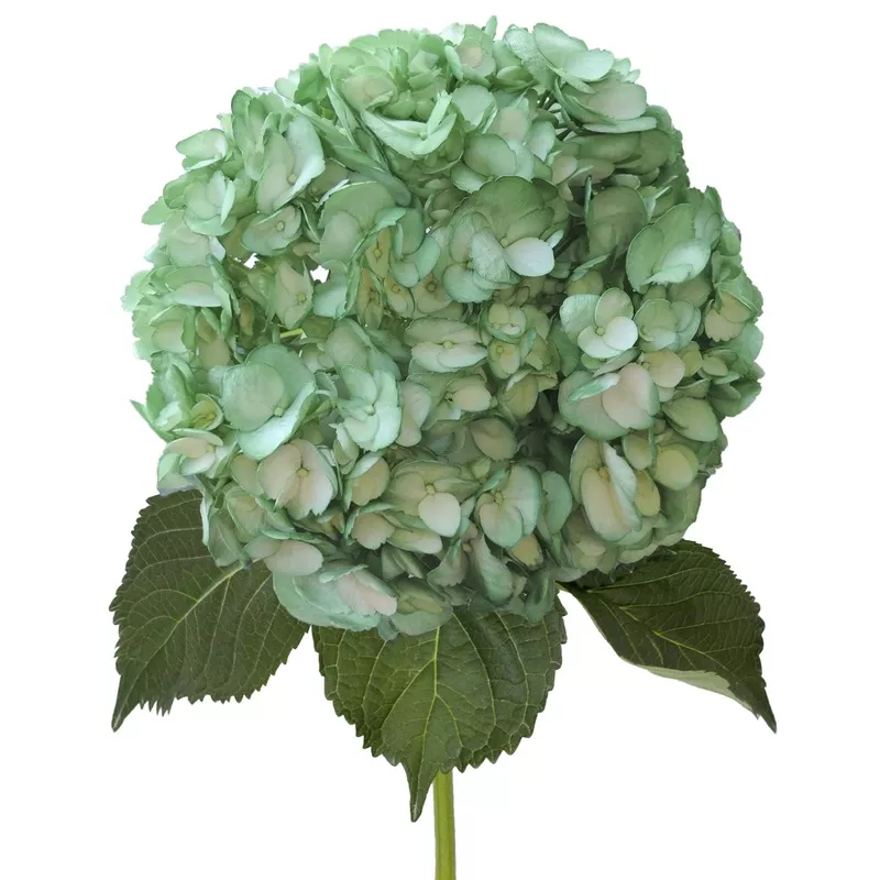 green-painted-hydrangeas-green Green Painted Hydrangeas Green