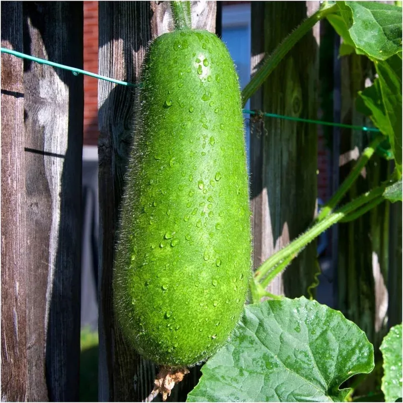 hairy-melon-benincasa-hispida-vegetable-seeds-planting-heirloom-non-gmo-annual-e Hairy Melon (Benincasa Hispida) Vegetable Seeds for Planting Heirloom Non-GMO Annual Easy to Grow