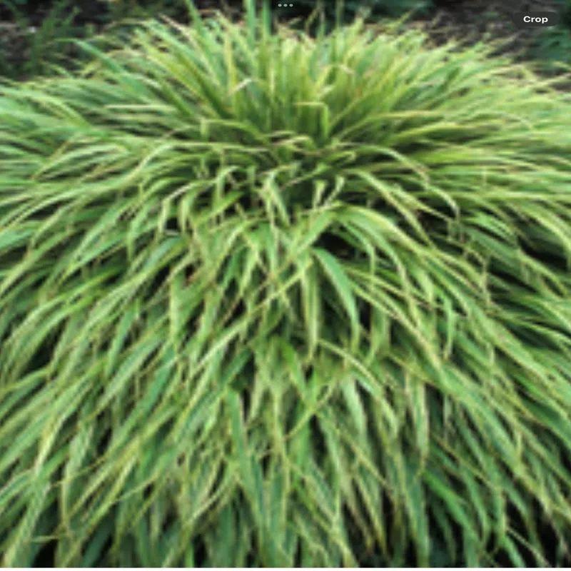 Hakonechloa Albo Striata