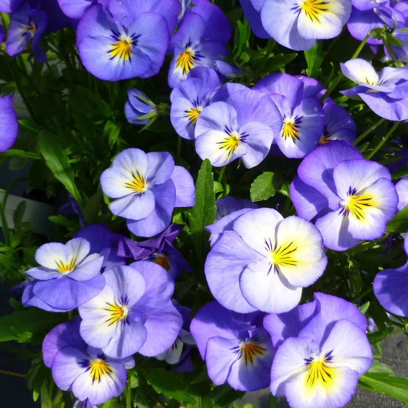 halo-sky-blue-perennial-violet-viola ‘Halo Sky Blue’ Perennial Violet (Viola)