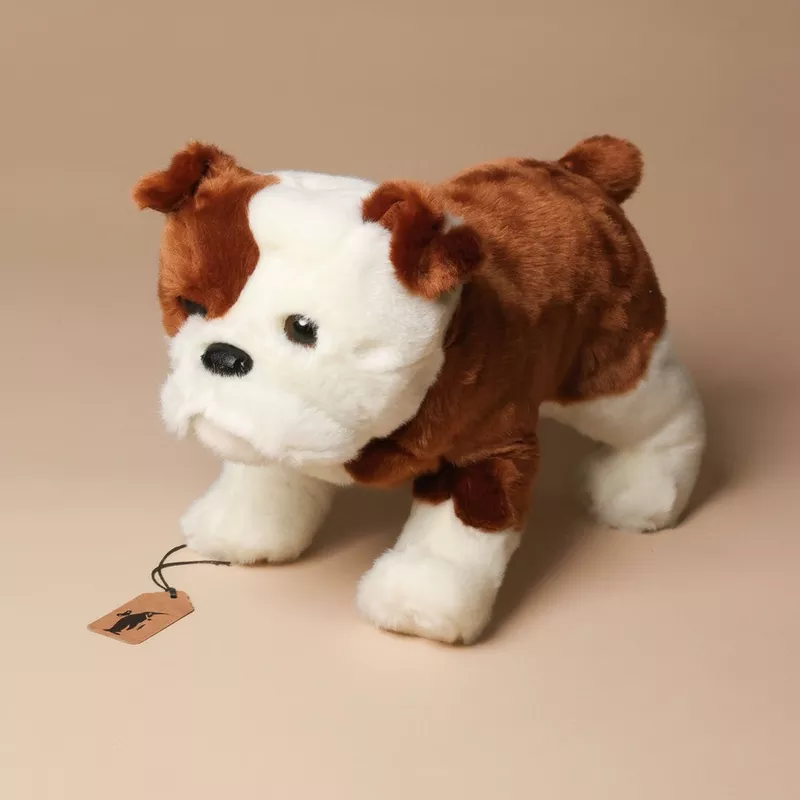 harvey-bulldog Harvey the Bulldog