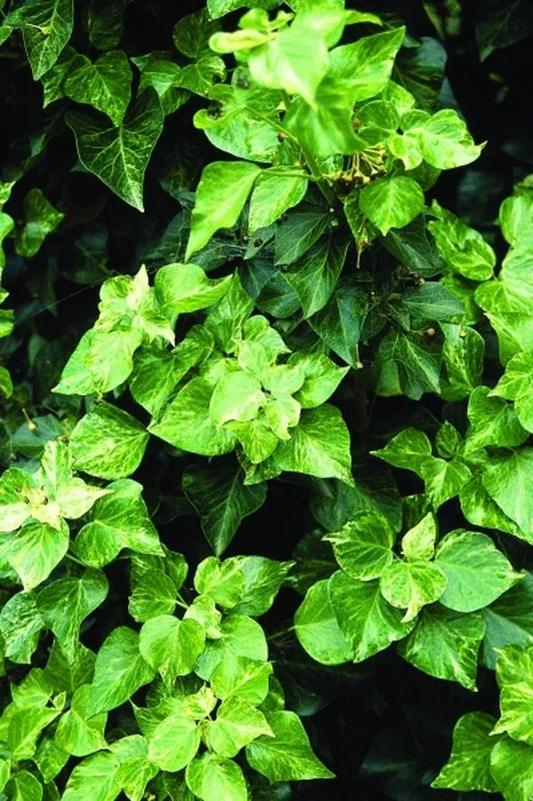 Hedera hibernica ‘Peppermint’
