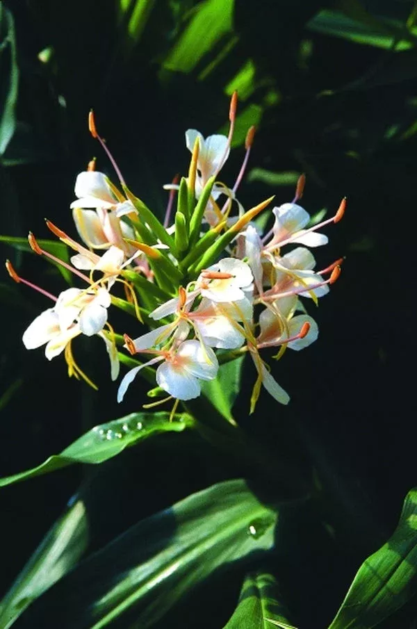 Hedychium ‘Tai Conch Pink’