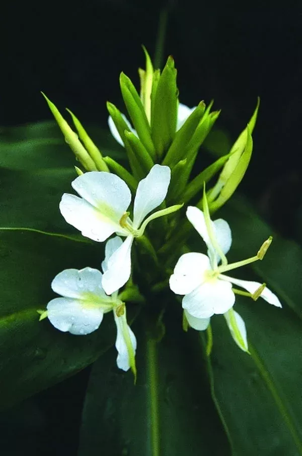 Hedychium ‘Tai Mammoth’