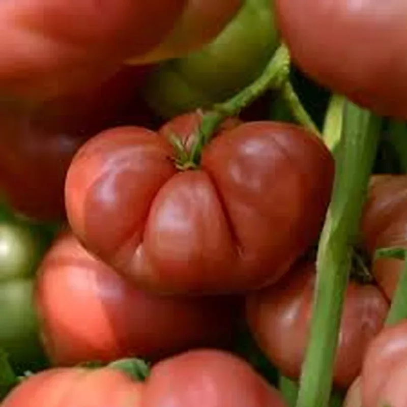 heirloom-marriage-big-brandy-tomato ‘Heirloom Marriage Big Brandy’ – Tomato