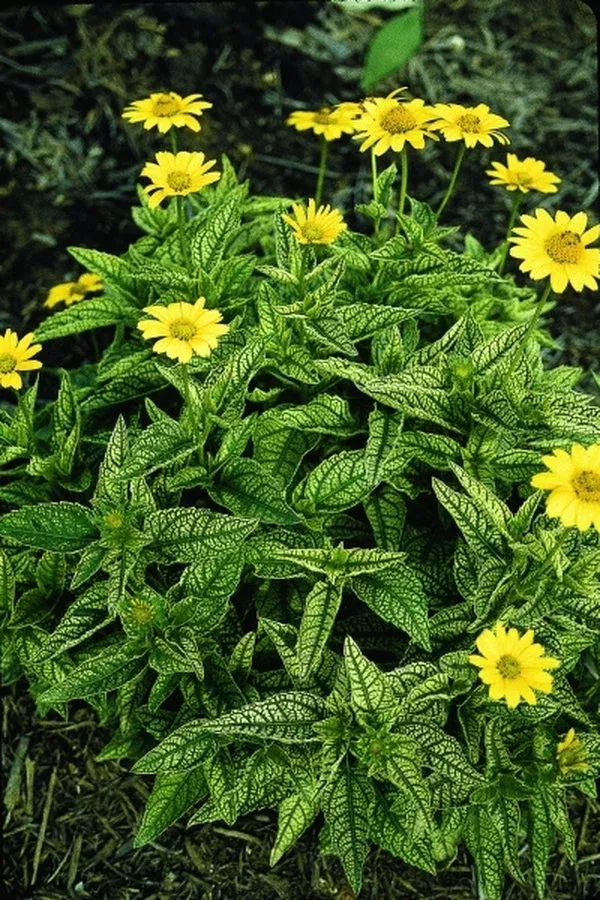 heliopsis-helianthoides-loraine-sunshine-pp-10-690 Heliopsis helianthoides ‘Loraine Sunshine’ PP 10,690