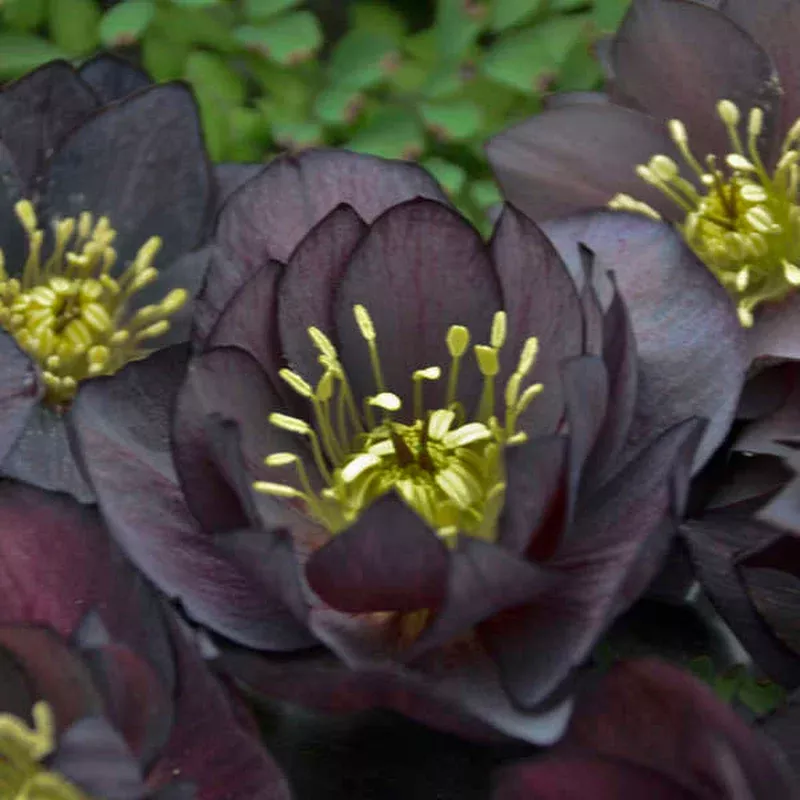 Helleborus ‘Dark and Handsome’ – Lenten Rose