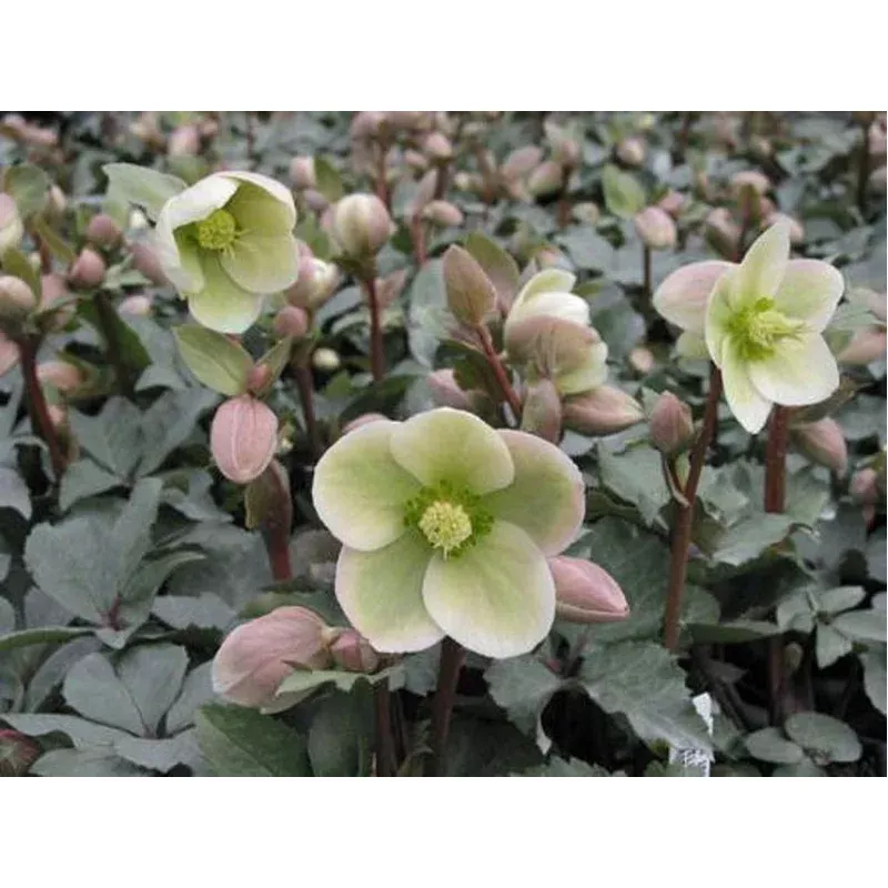 Helleborus ‘Ivory Prince’ – Lenten Rose