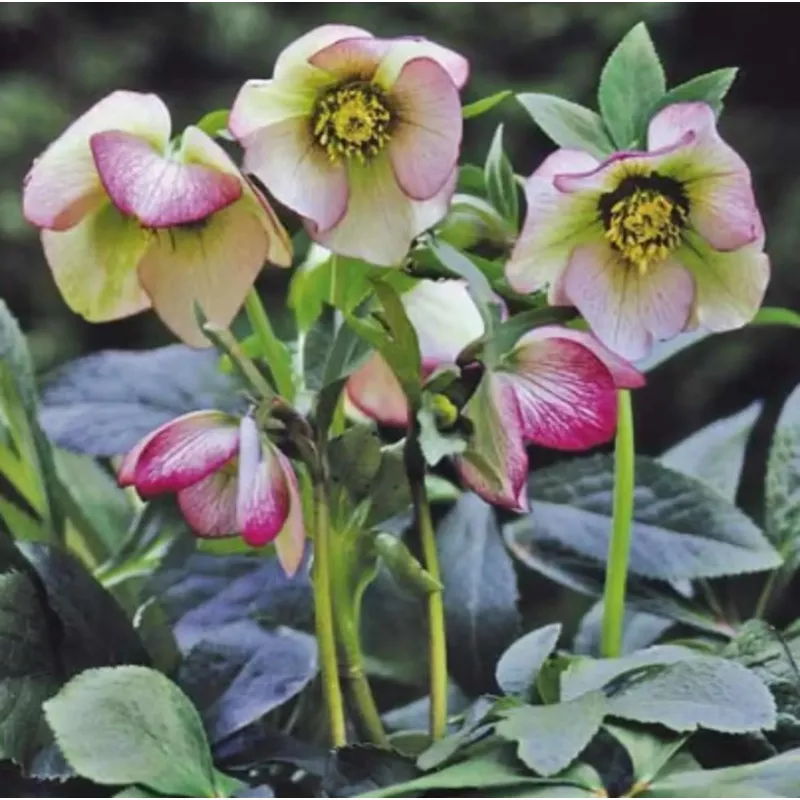 helleborus-orientalis-pink Helleborus orientalis Pink