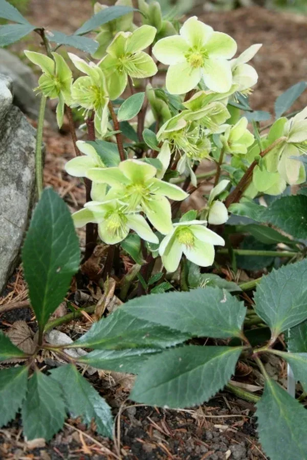 helleborus-x-nigercors-honeyhill-joy Helleborus x nigercors ‘Honeyhill Joy’