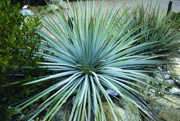 Hesperoyucca whipplei