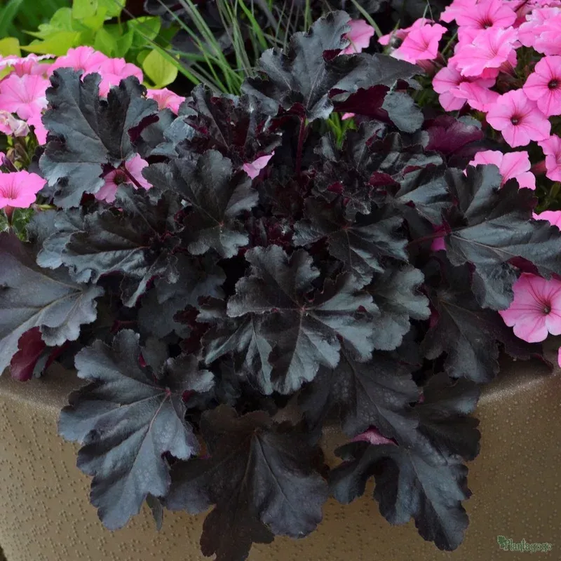 Heuchera ‘Black Pearl’