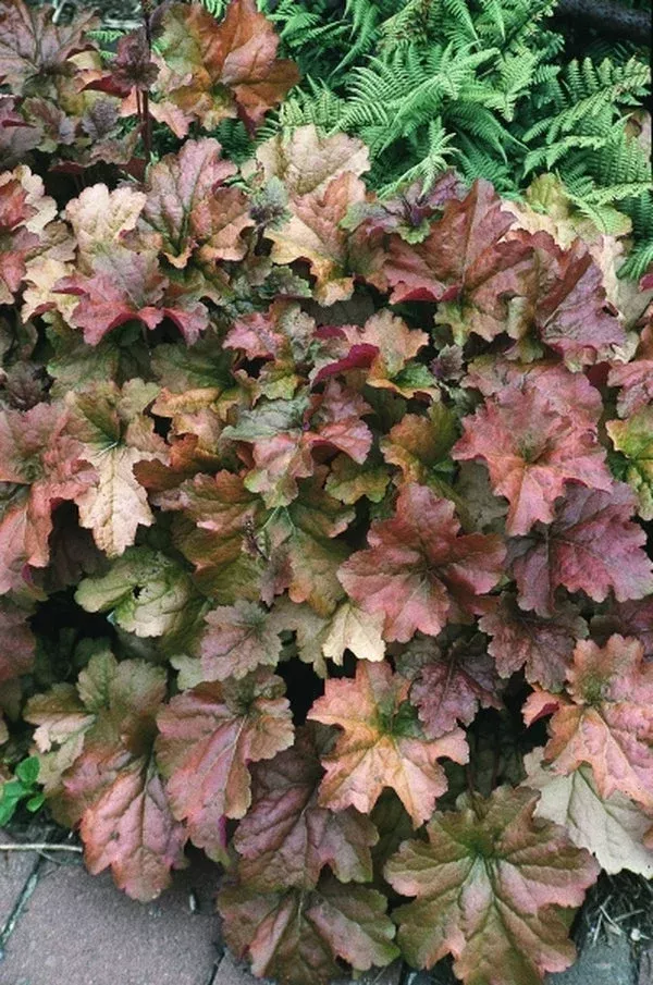 heuchera-creme-brulee-pp16774 Heuchera ‘Creme Brulee’ PP16774