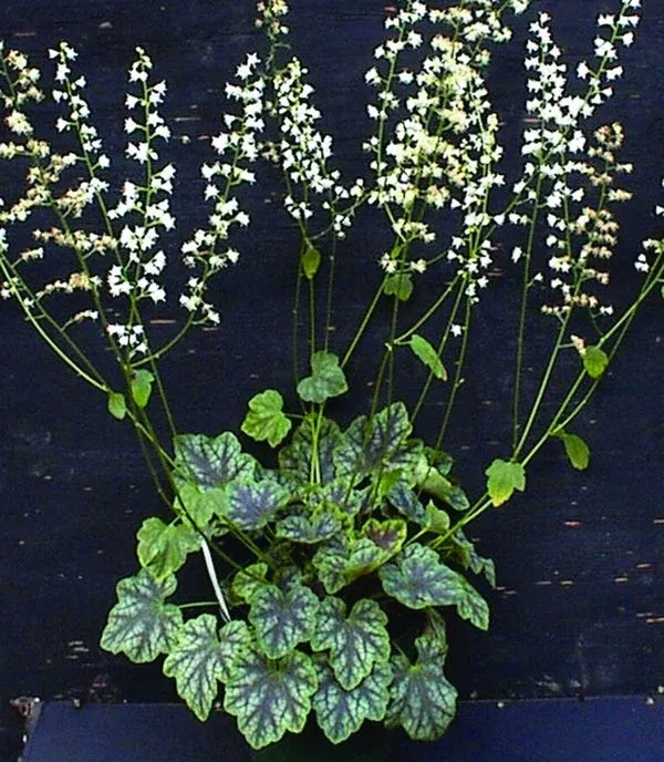 heucherella-heart-darkness-pp-14-489-pvr Heucherella ‘Heart of Darkness’ PP 14,489, PVR