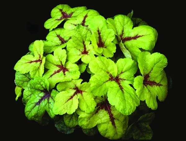 Heucherella ‘Sunspot’ PP 14,825