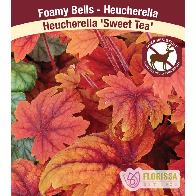 heucherella-sweet-tea-1-pack Heucherella – Sweet Tea, 1 Pack