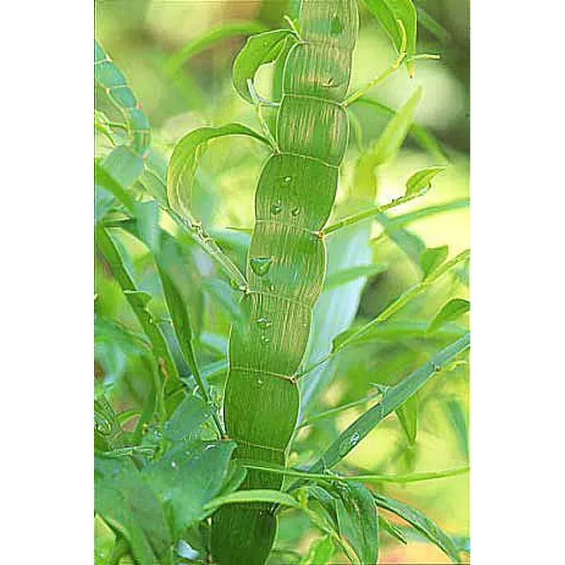 Homalocladium ‘Ribbon Plant’