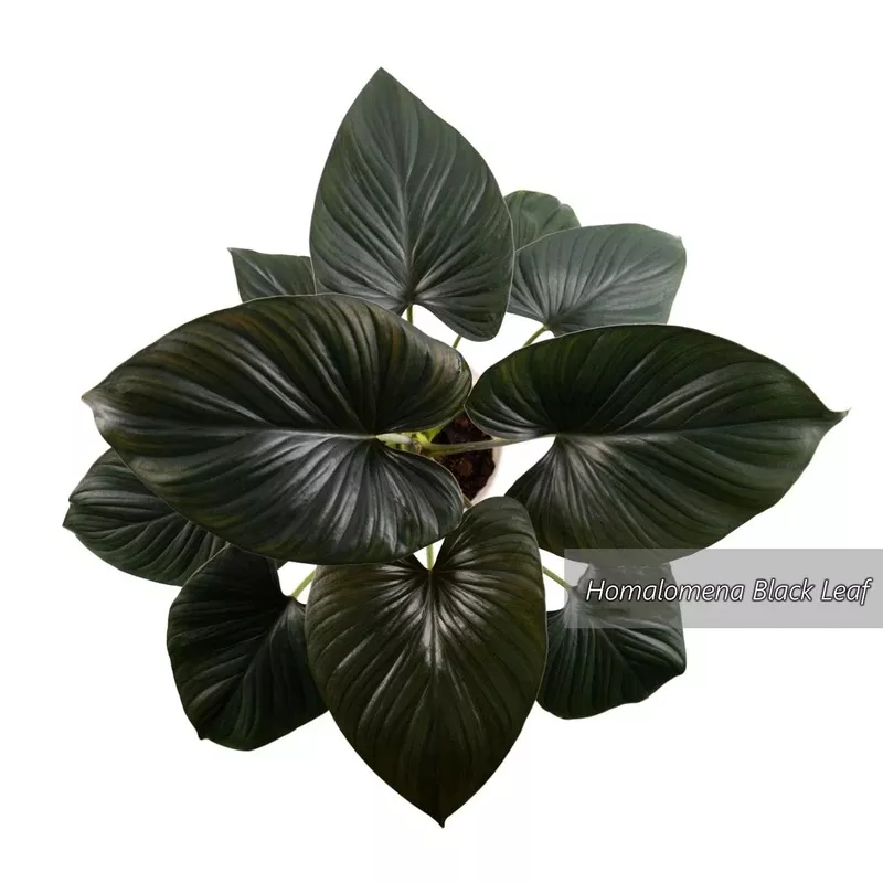 homalomena-emerald-black-leaf-rare-plant Homalomena Emerald, Black leaf -Rare Plant