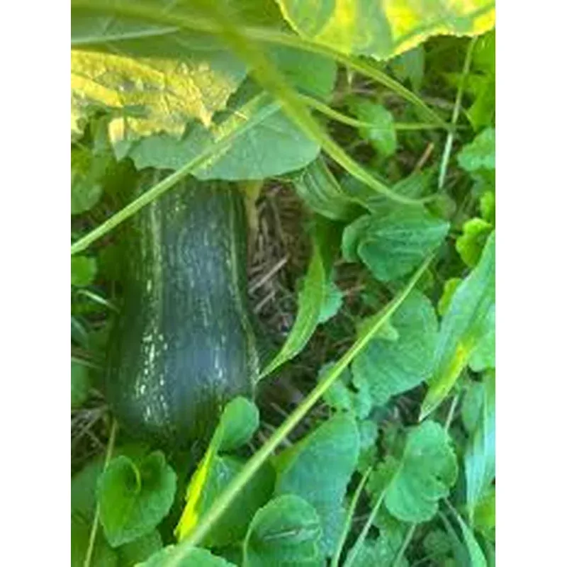 honeynut-squash ‘Honeynut’ – Squash