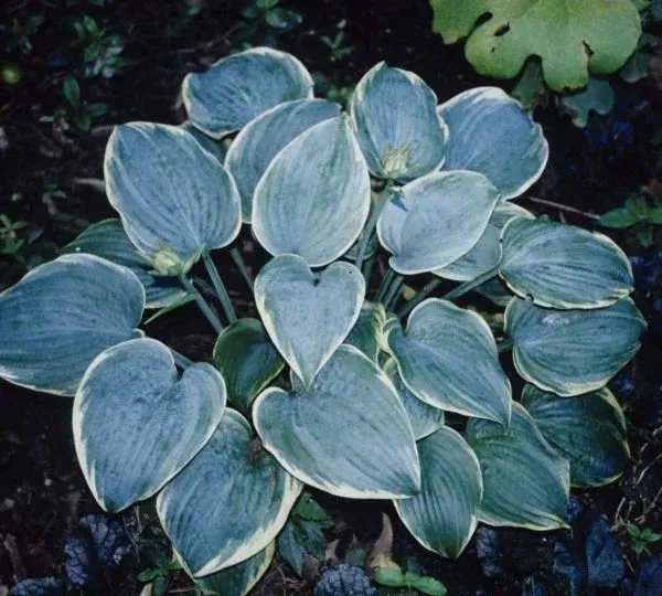 Hosta ‘Blue Flame’