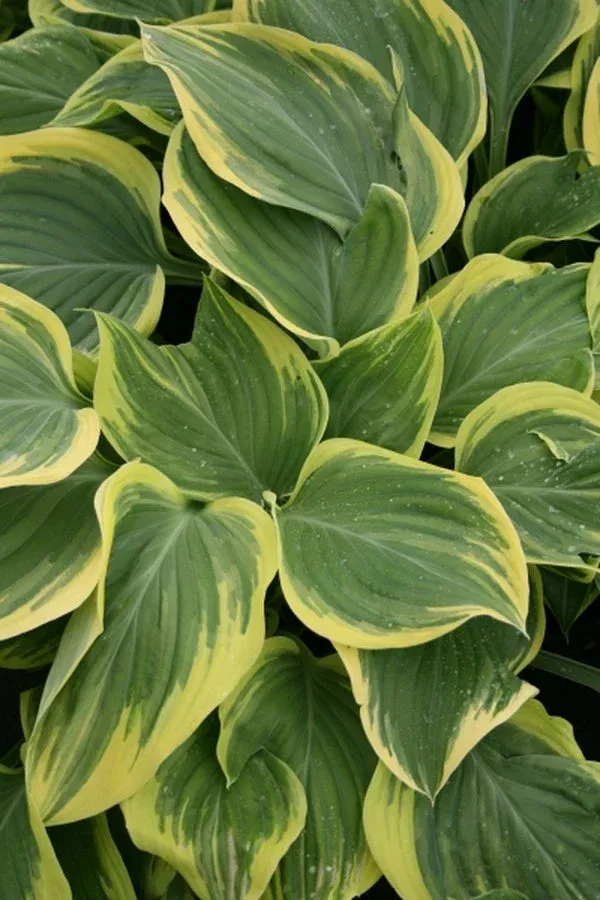 hosta-clifford-s-forest-fire-pp-17-644 Hosta ‘Clifford’s Forest Fire’ PP 17,644