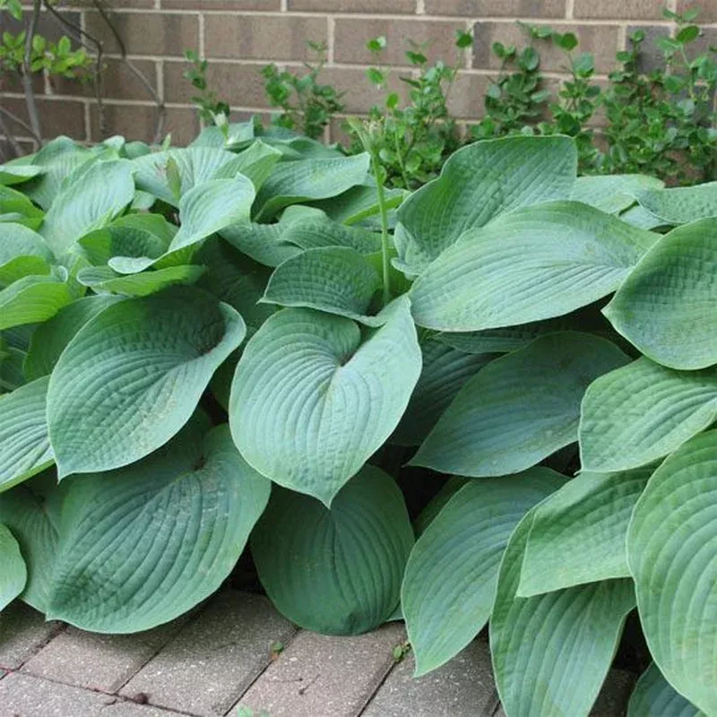 hosta-elegans Hosta ‘Elegans’