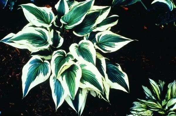 Hosta ‘Fantabulous’