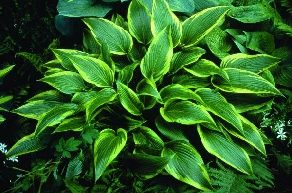 hosta-fatal-attraction Hosta ‘Fatal Attraction’