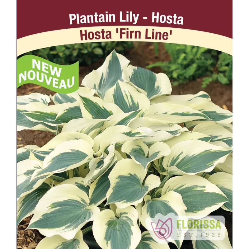 Hosta – Firn Line, 1 Pack