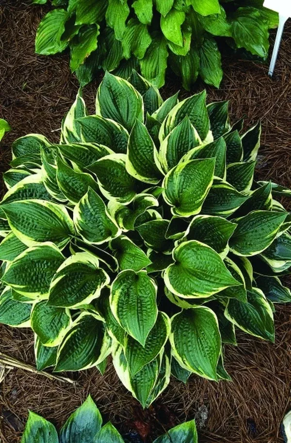 hosta-heartbeat Hosta ‘Heartbeat’